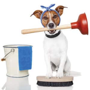 Dog holding plunger in mouth wearing a towel wrap