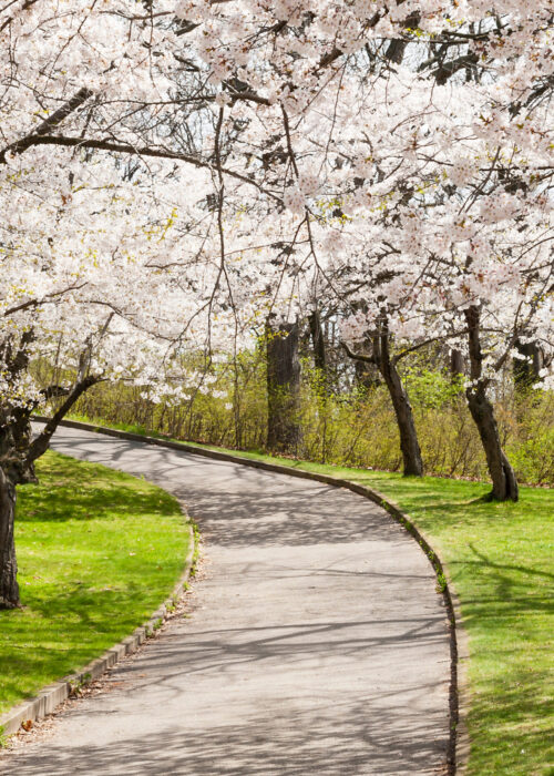 Spring 2025 Newsletter Cover Image