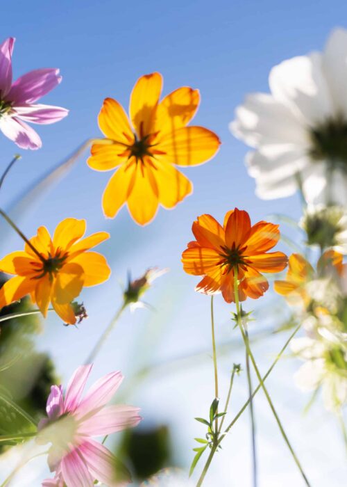 Spring 2026 Newsletter Cover Image